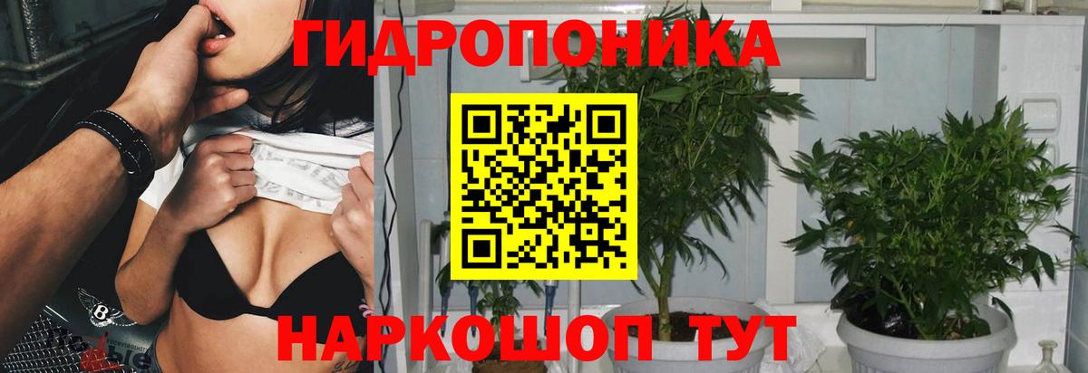 Конопля планчик Миллерово